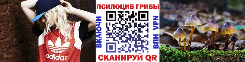 магазин  наркотиков  Киржач  Псилоцибиновые грибы Psilocybe 
